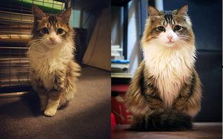 国产猫帅气视频大全,帅气视频大全集锦 第1张 国产猫帅气视频大全,帅气视频大全集锦 第1张