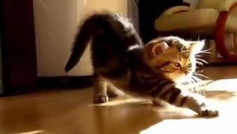 国产猫帅气视频大全,帅气视频大全集锦 第2张 国产猫帅气视频大全,帅气视频大全集锦 第2张