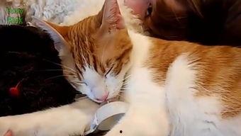 国产猫帅气视频大全,帅气视频大全集锦 第3张 国产猫帅气视频大全,帅气视频大全集锦 第3张