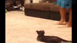 国产失误作死视频合集,笑料百出，揭秘日常生活中的意外瞬间  第1张