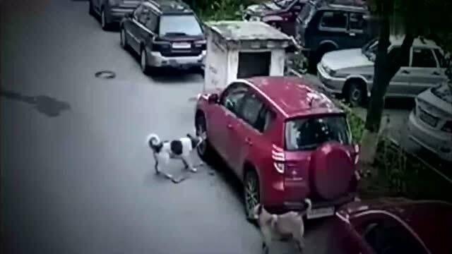 国产小车爬坡视频教程,视频教程带你轻松征服坡道挑战  第3张