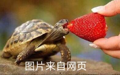 国产乌龟视频大全,萌态百态，带你领略龟界风采  第2张