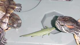 国产乌龟视频大全,萌态百态，带你领略龟界风采  第3张