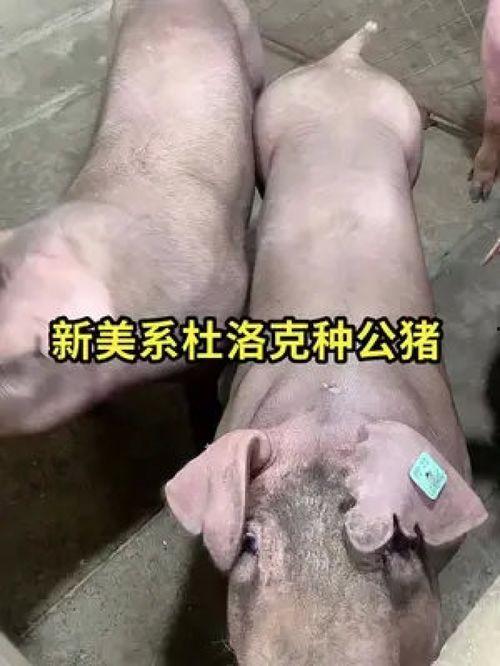 国产太湖猪品种介绍视频,国产优良品种风采展示